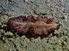 Pseudobiceros fulgor