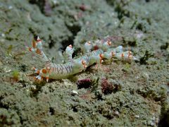 Bornella stellifera