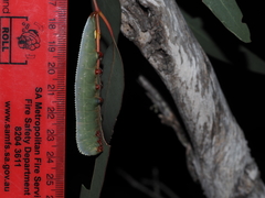Hylaeora eucalypti