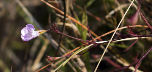 Roundstem false foxglove (Agalinis gattingeri)