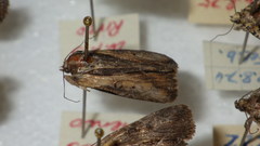 Bryophilinae