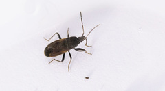Eremocoris plebejus