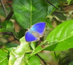 Arhopala amantes