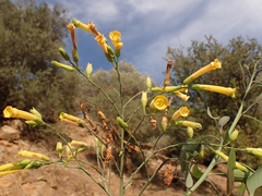 Nicotiana glauca