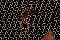 Coptocercus assimilis