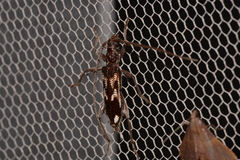 Coptocercus assimilis