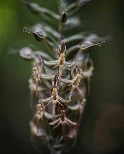 Habenaria stenopetala iNat (1)