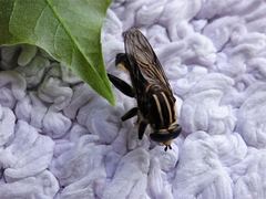 Orthoprosopa bilineata