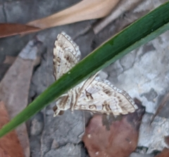Sameodes