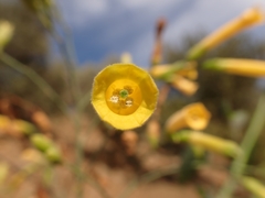 Nicotiana glauca