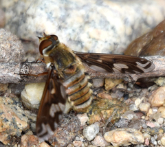 Poecilanthrax willistonii