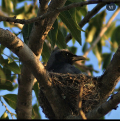 Coracina novaehollandiae