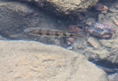 Hemichromis elongatus