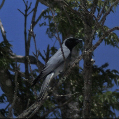 Coracina novaehollandiae