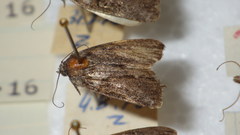 Bryophilinae