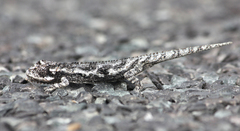 Bradypodion occidentale