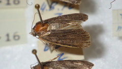 Bryophilinae