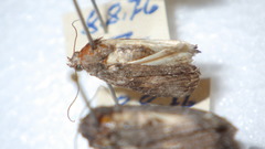 Bryophilinae