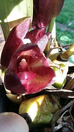Bifrenaria atropurpurea Lindl. 3