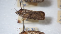 Bryophilinae
