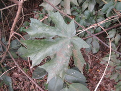 Pterospermum truncatolobatum