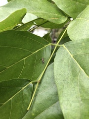 Stathmopoda xanthomochla