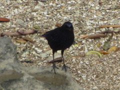 Myophonus caeruleus caeruleus