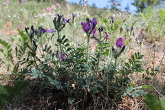 Oxytropis mixotriche