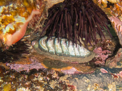 Chitonoidea