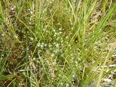Stellaria crassifolia
