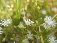 Stellaria crassifolia