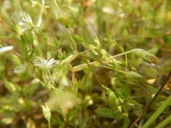 Stellaria crassifolia