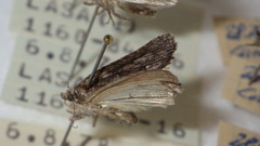 Bryophilinae