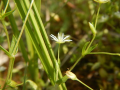 Stellaria crassifolia