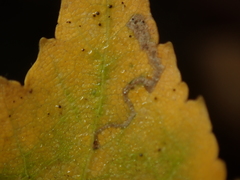 Stigmella luteella
