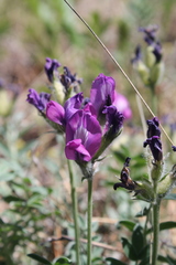 Oxytropis mixotriche