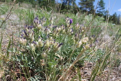 Oxytropis mixotriche
