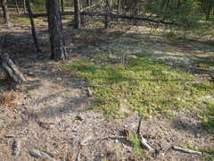 Koeleria macrantha macrantha