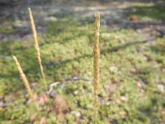 Koeleria macrantha macrantha