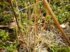 Koeleria macrantha macrantha