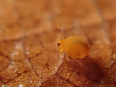 Sminthurinus aureus