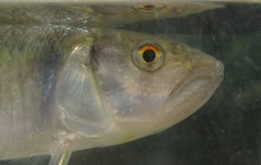 Opsariichthys bidens