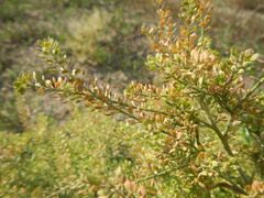 Lepidium apetalum