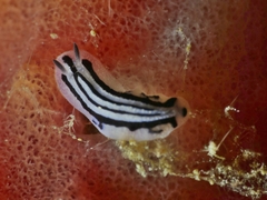 Phyllidiopsis annae image