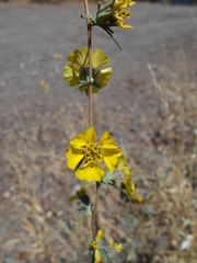 Calycadenia truncata