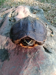 Malayemys macrocephala