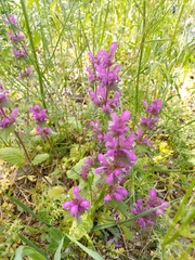 Lamium orientale