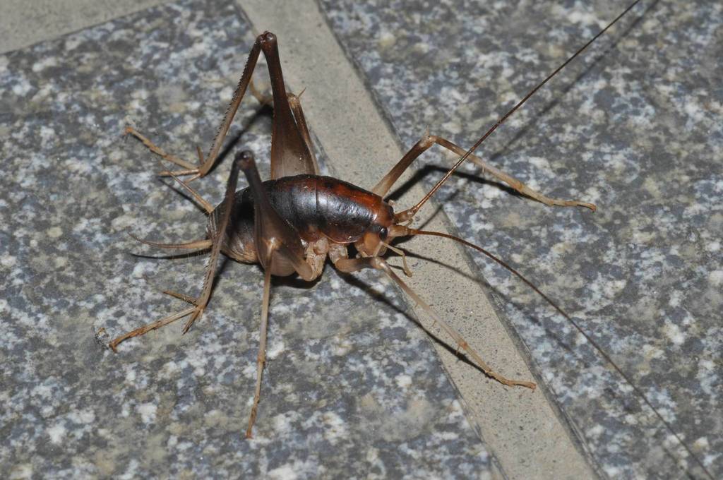 Atachycines