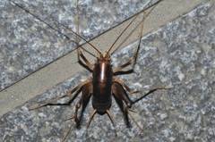 Atachycines apicalis apicalis