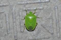 Glaucias subpunctatus